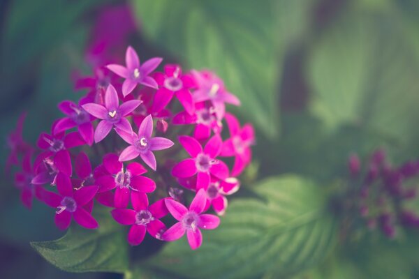 Macro photography of flowers and plants