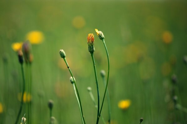 Macro photography of wild flower buds