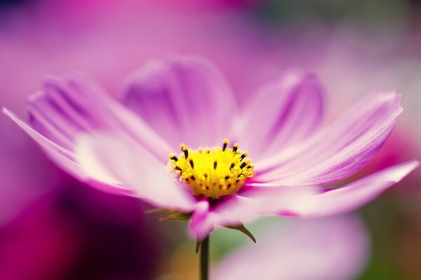 Macro fotografía de pétalos y hojas