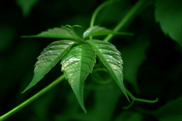 A close-up photo of a plant