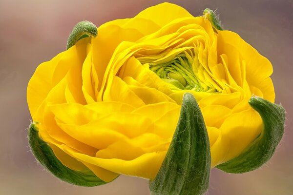 Macro photography of the flower blooming process