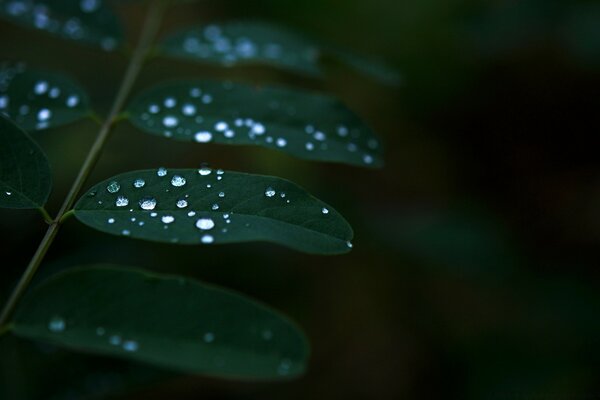 تصوير الماكرو من ورقة مع قطرات المطر