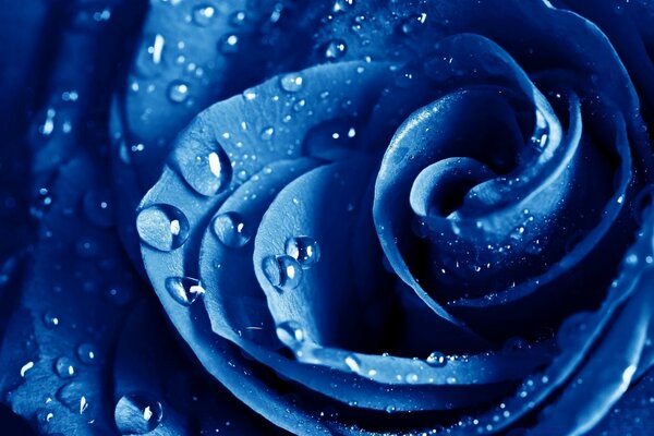 وردة زرقاء في قطرات الندى