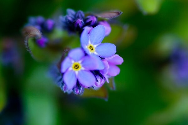 Flora della fauna selvatica, fiore di campo