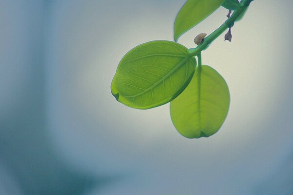 As primeiras folhas. Broto verde