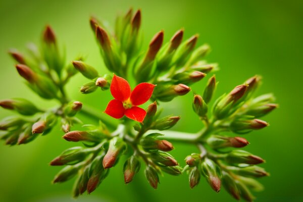 Eine kleine, blühende rote Blume unter noch nicht entflammten Knospen auf grünem Hintergrund