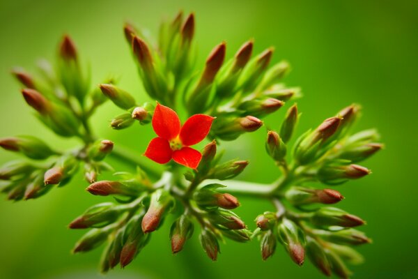 A small blooming red flower among the still unopened buds on a green background