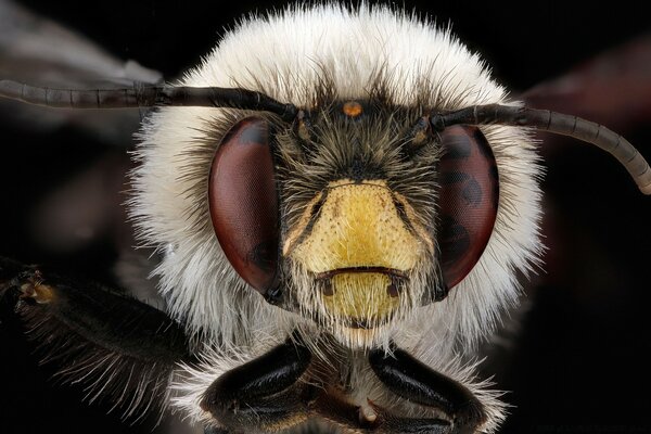 Portrait of a wildlife animal, butterfly head