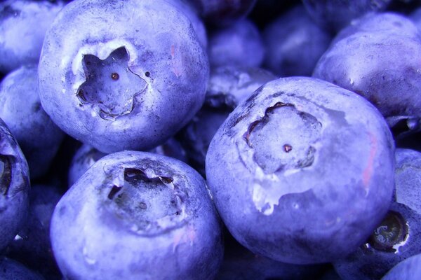 Large berries of juicy blueberries