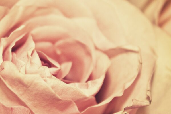 Macro photography of a delicate pink flower