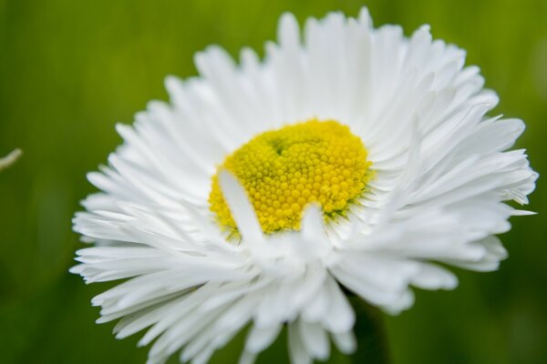 Chamomile flower close-up