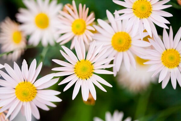 Fiori di camomilla fotografia macro estiva