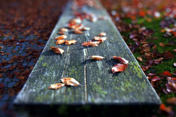 Macro de feuilles sèches tombées