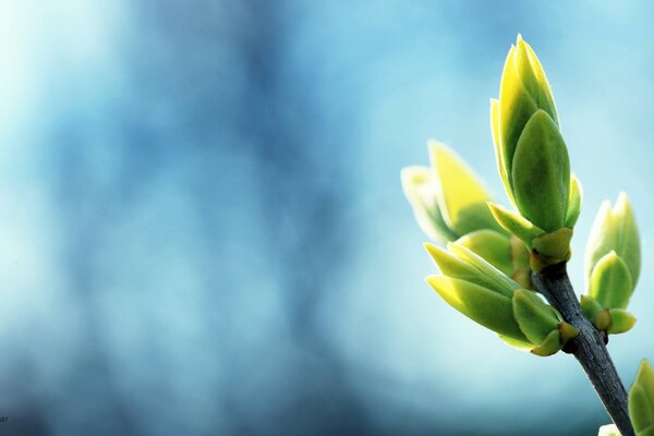 Waking up nature on a tree branch