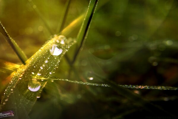 Beautiful nature after the rain