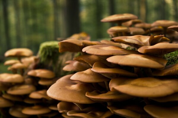 Mushroom colony close-up