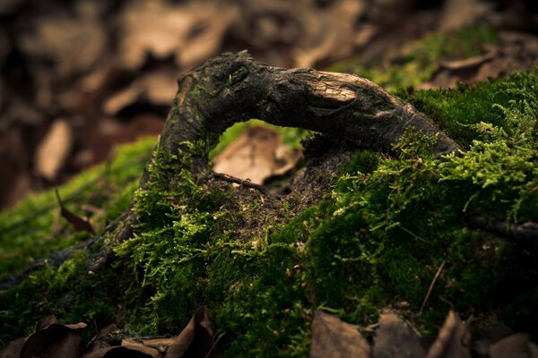 A long-fallen tree covered with moss