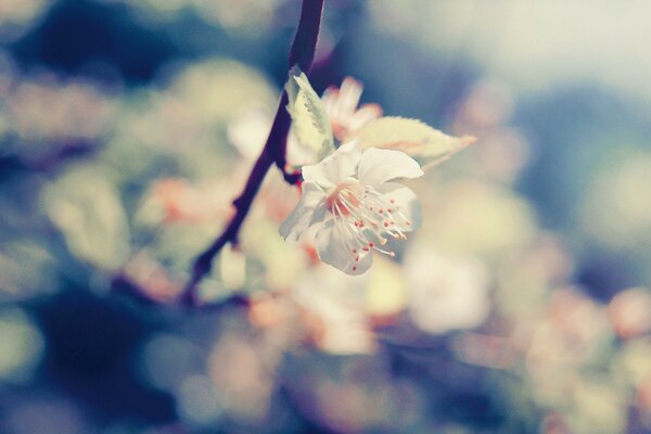 Beautiful white flower