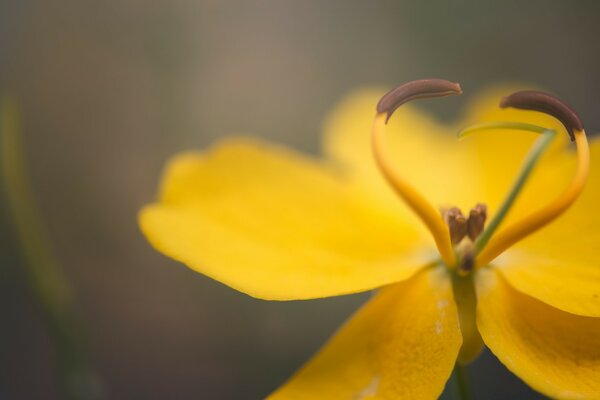 Gelbe Blume unter natürlichen Bedingungen