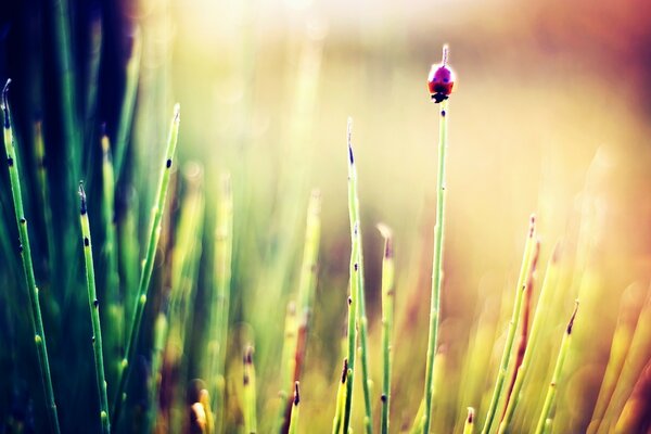 Macro photography of grass against the background of dawn