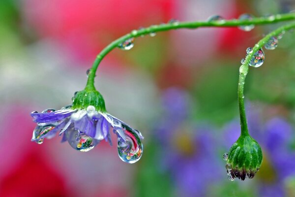 قطرات المطر على زهرة في حقل