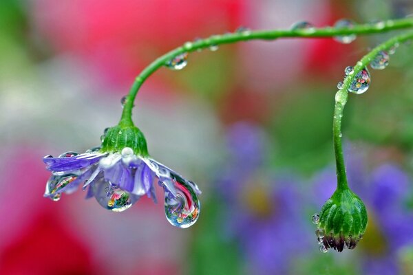 Gocce di pioggia sul fiore nel campo