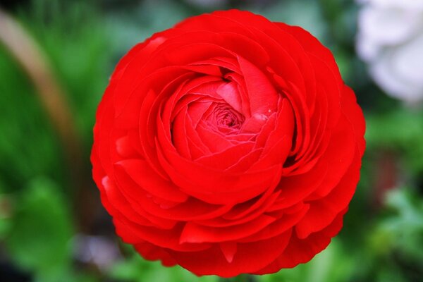 Fleur rouge géante