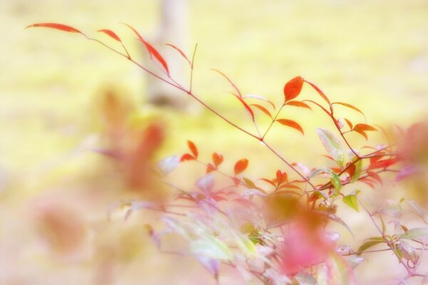 Macro shooting. Flora. Gentle background