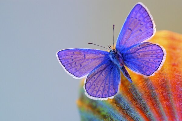 Micro fotografía de una mariposa púrpura sobre un fondo gris