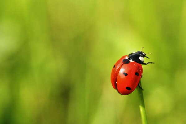 Insetto coccinella sul filo d erba