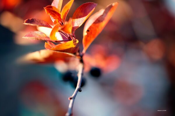 Autumn nature. Crimson leaves