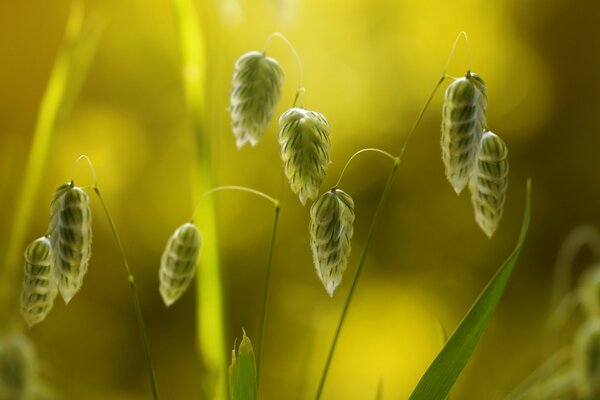 Macro photography of small green spikelets