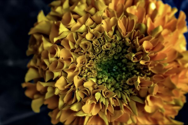 Image de fleur jaune sur le bureau