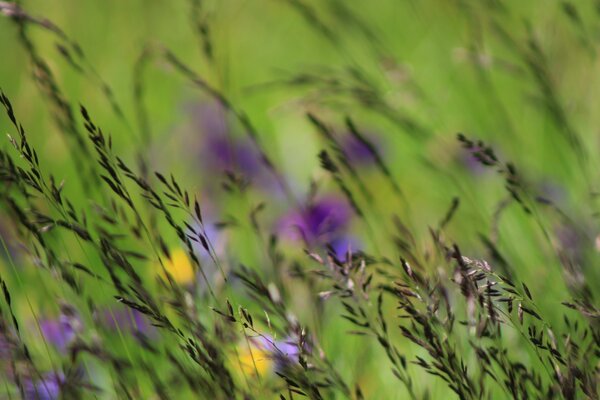 Coucher de soleil dans le champ. Fleurs sauvages, soirée d été