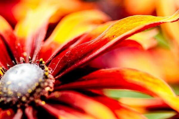 Makrofotografie. Foto einer hellen Sommerblume