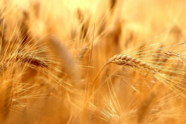 What a good wheat harvest this year