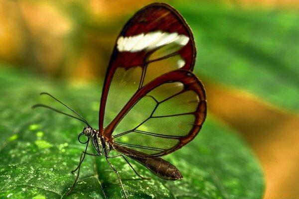 一只美丽的蝴蝶坐在树叶上
