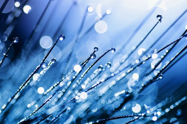 Macro photography of dew drops on grass after rain in blue tones