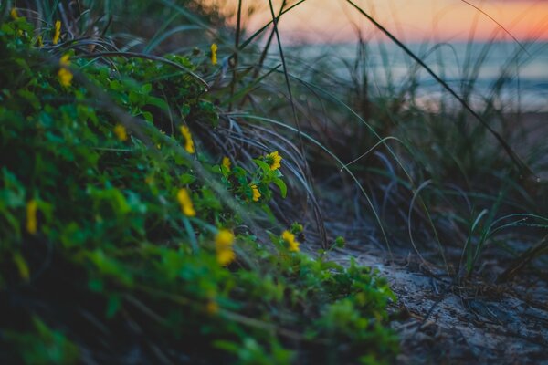 Puesta de sol a orillas de un lago cubierto de hierba y pequeñas flores