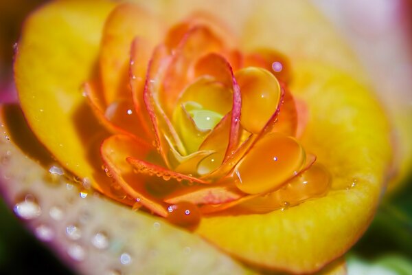 Big yellow flower close-up