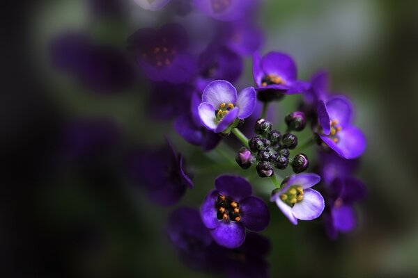 Une branche de fleur pas complètement épanouie