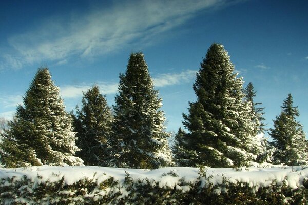 今年的第一场雪落在针叶树上