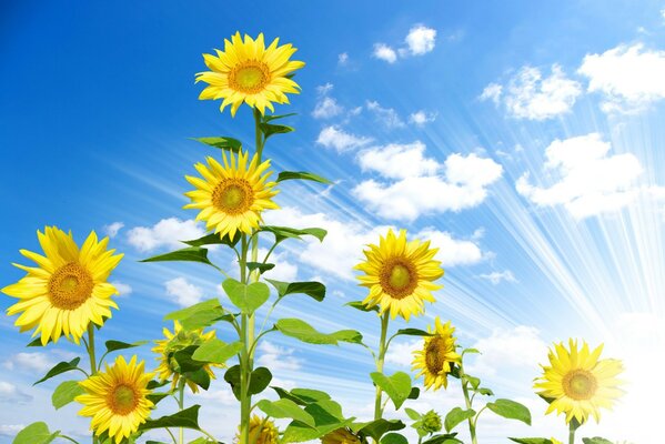 Vista de los girasoles desde abajo, contra el cielo