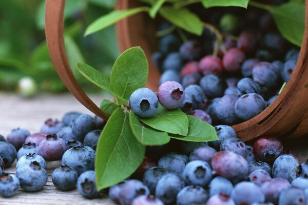 Eine volle Schüssel mit leckeren Blaubeeren