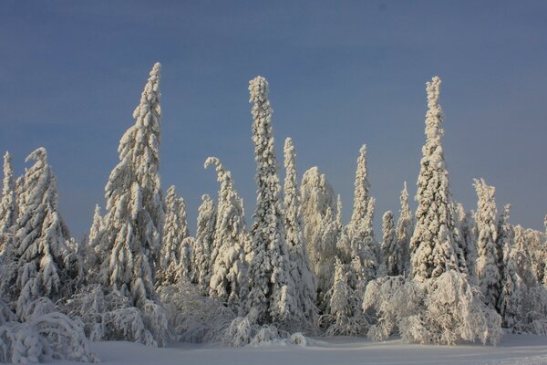 Christmas trees in snow clothes in winter