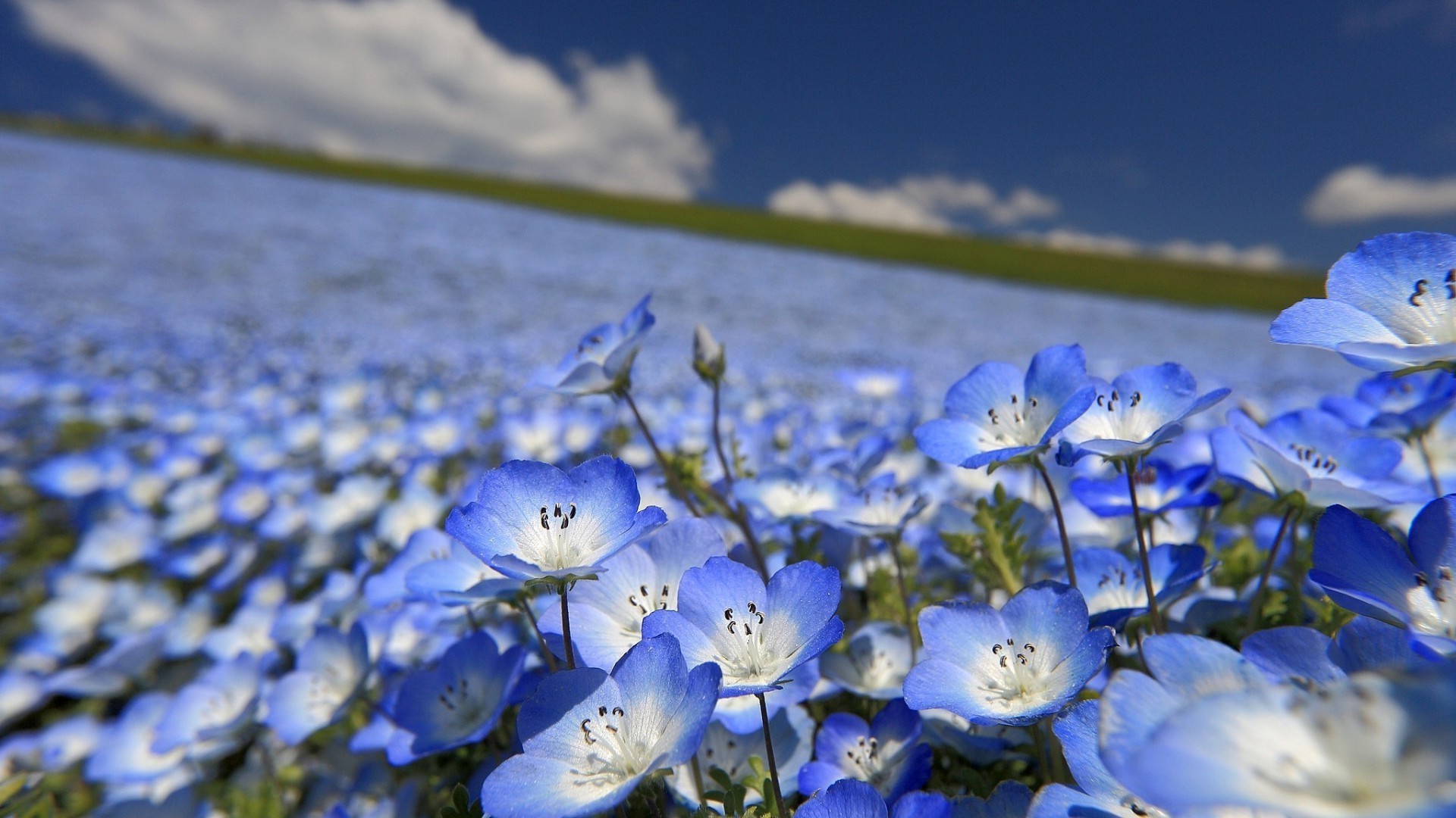 Синие цветы flowers загрузить