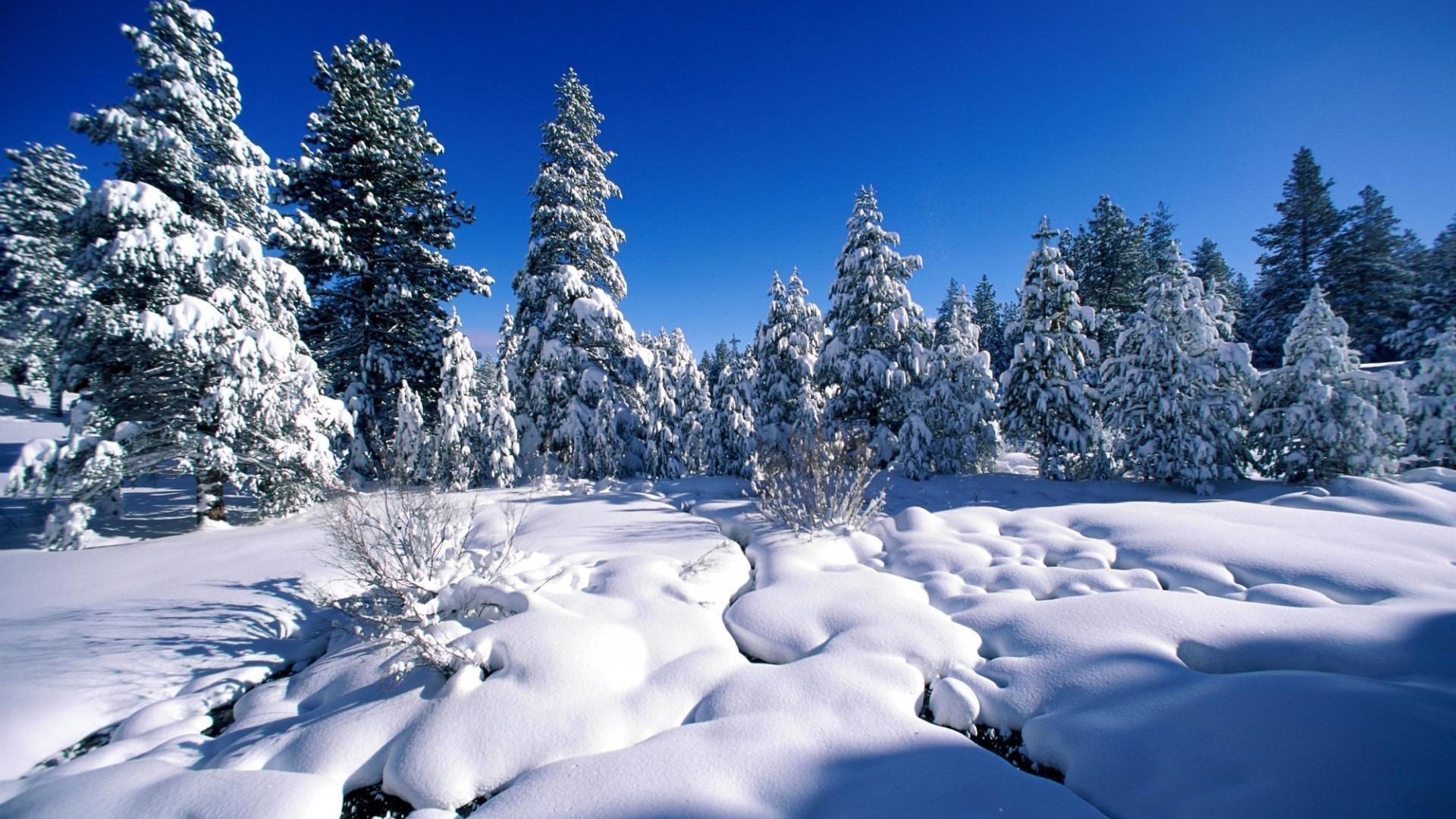 hiver neige froid gel bois montagnes glace scénique congelé paysage arbre saison neigeux evergreen météo