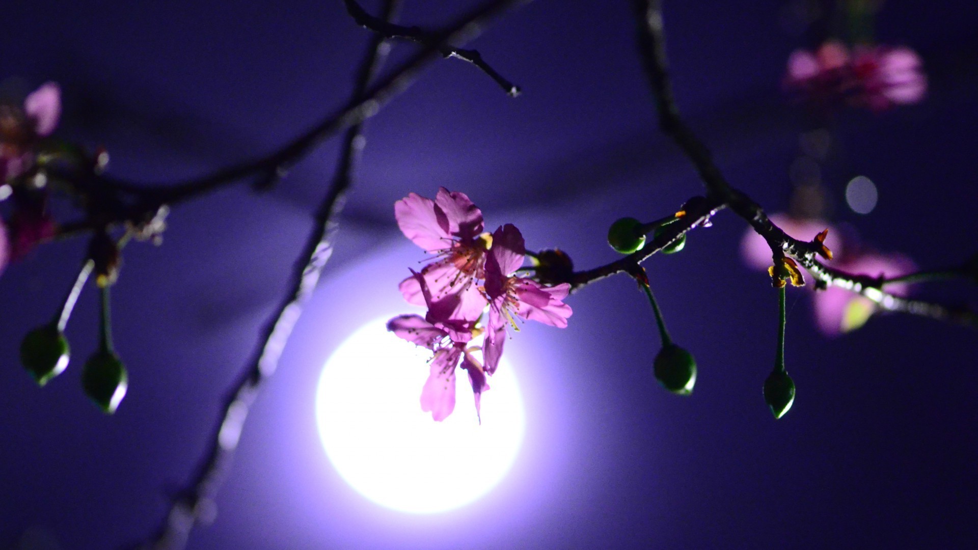 notte sera crepuscolo sera crepuscolo fiore natura luce ramo sfocatura flora foglia albero inverno colore mela