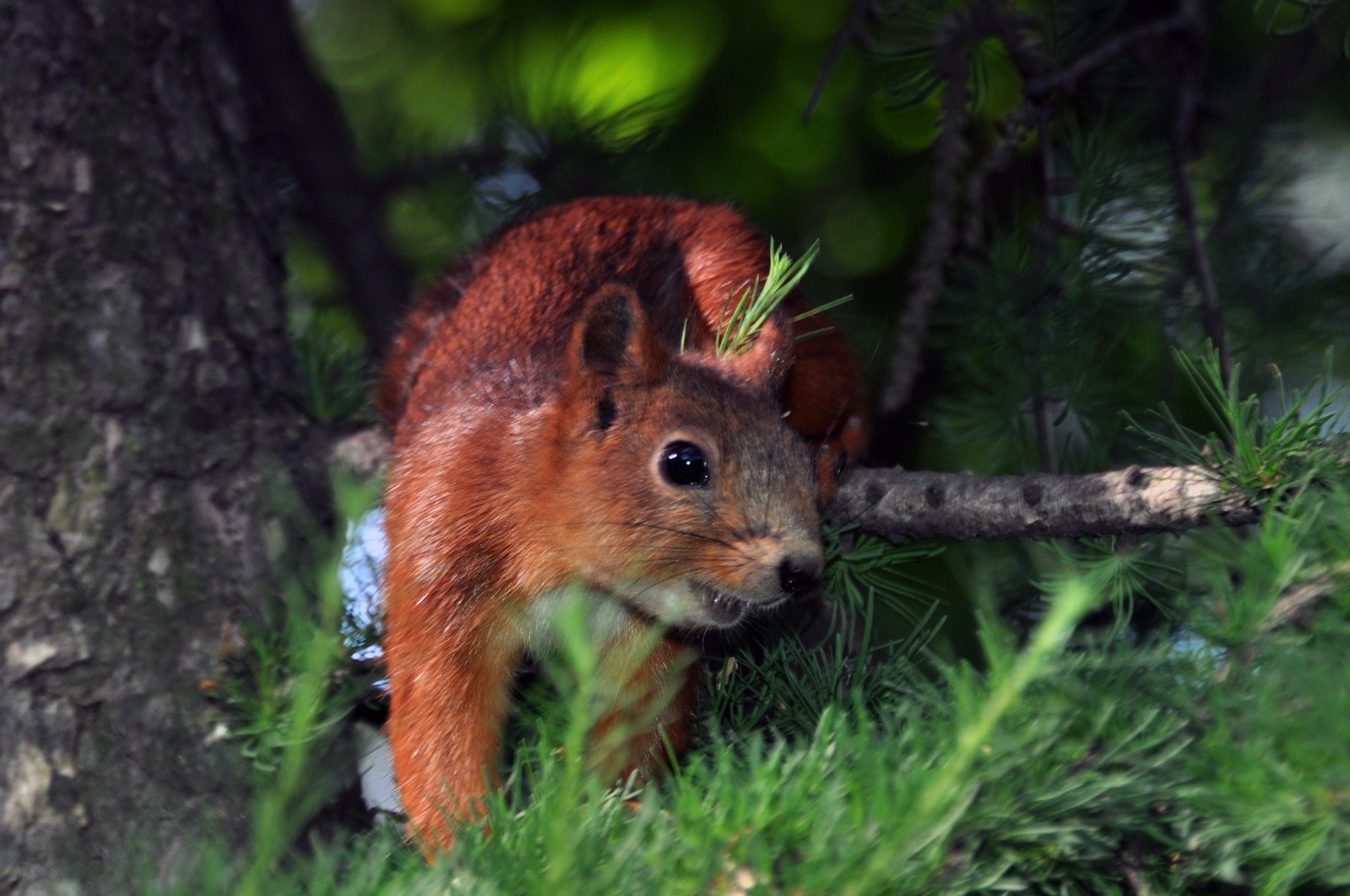 proteins mammal wildlife nature tree wood wild outdoors animal fur cute rodent squirrel little