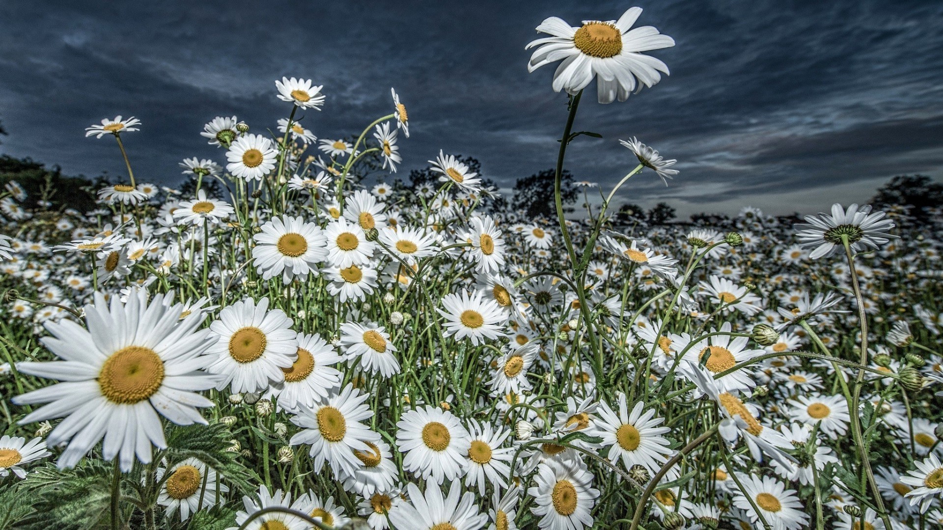 stokrotki kwiat natura flora lato kwiatowy pole sezon ogród bluming sianokosy jasny płatek kolor piękny liść słońce trawa zbliżenie